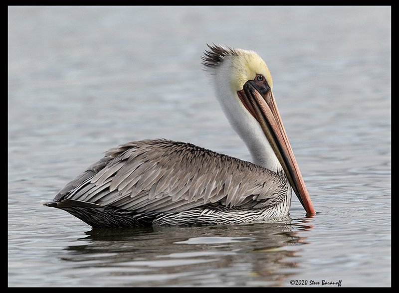 _0SB0589 brown pelican.jpg
